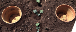 clay1
