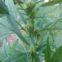 hemp8