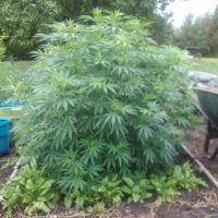 hemp9