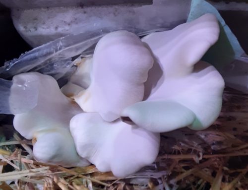 Growing Mushrooms in the Basement