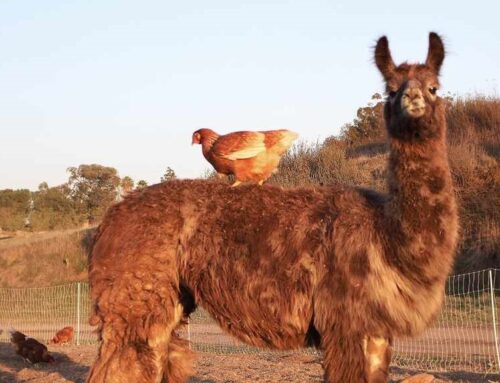 What do Chickens, Alpacas and Llamas have to do with Growing Garlic?